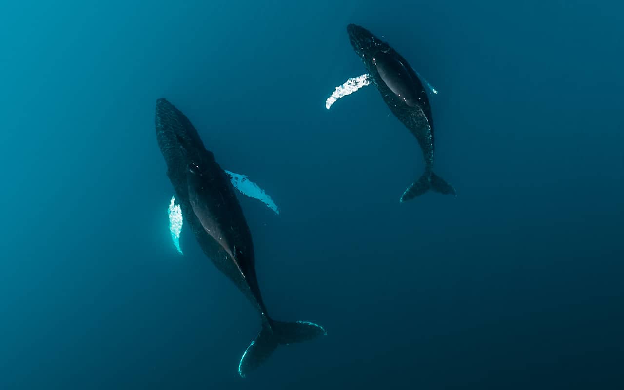 1_Humpback Whales_@Michael Schauer Humpback whales (Megaptera novaeangliae) photo: Michael Schauer